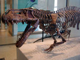 http://img216.imagevenue.com/loc439/th_00434_1280px_Prestosuchus_skeleton_AMNH_122_439lo.jpg